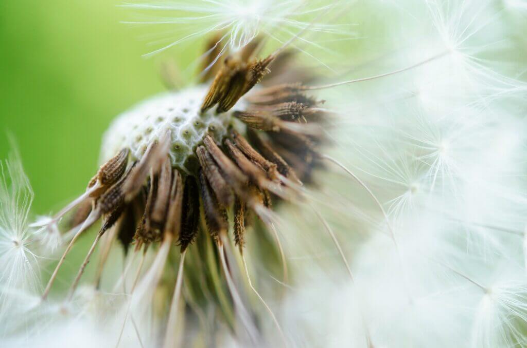 macro photo of a dandelion